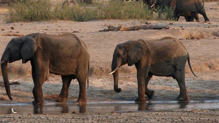 Güney Afrikadaki gizemli fil ölümlerinin nedeni ortaya çıktı