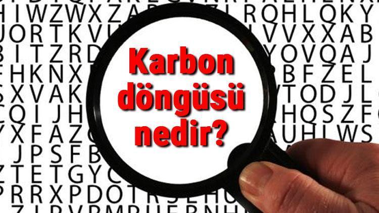 Karbon döngüsü nedir ve nasıl gerçekleşir Karbon döngüsü aşamaları, yararları ve zararları