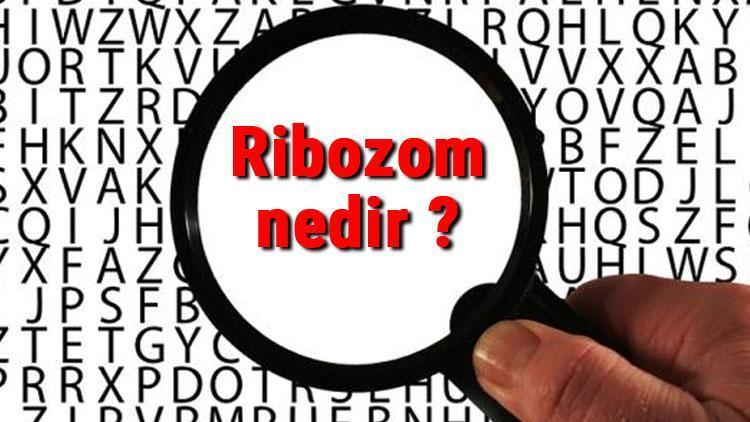 Ribozom nedir ve nerede hangi hüçrelerde bulunur Ribozom özellikleri ve görevi