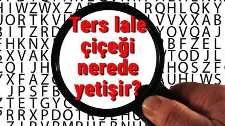 Ters lale çiçeği nerede yetişir Ters lale nesli tükendi mi Ters lale çeşitleri ve hikayesi