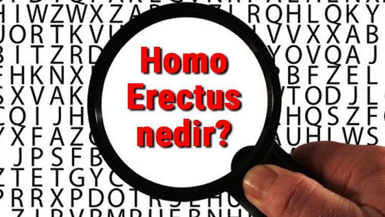 Homo Erectus nedir ve ne demek Homo Erectus hakkında bilgi