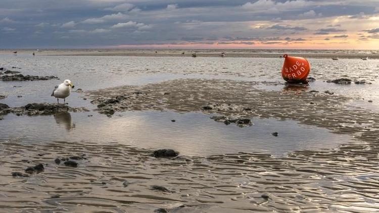 Rusyada milyonlarca deniz canlısı karaya vurdu