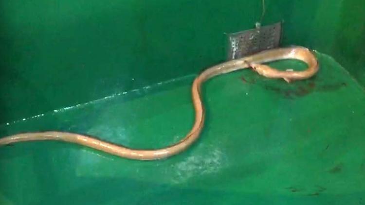 Çanakkalede dikenli yılan balığı ağlara takıldı