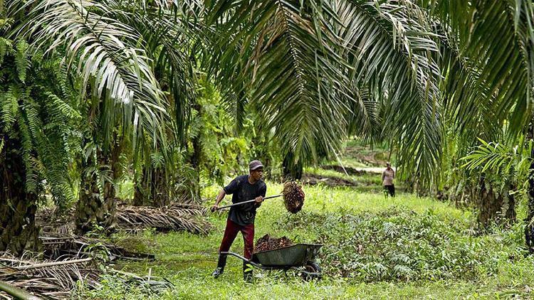 ABDnin Malezyalı şirketten palm yağı ithalatı yasağı, 32 bin çiftçiyi etkileyecek