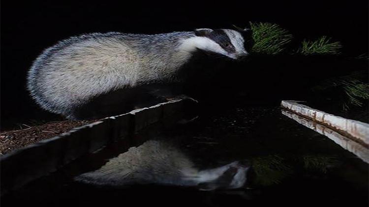 Toroslardaki yaban keçileri fotokapanla görüntülendi