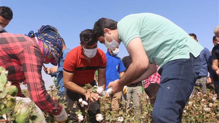 Silopi’de 19 bin dekarlık alanda pamuk hasadı başladı