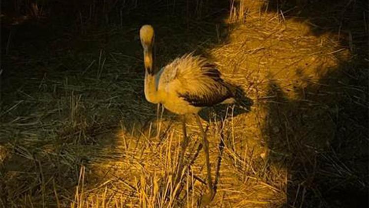 Göç yolunu şaşırıp Elbistana gelen flamingoya belediye ekipleri sahip çıktı