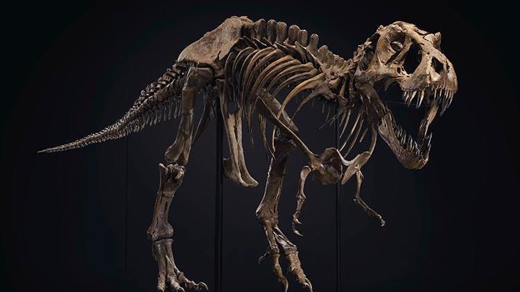 67 milyon yıllık dinozor iskeleti satıldı... Fiyatı dudak uçuklattı