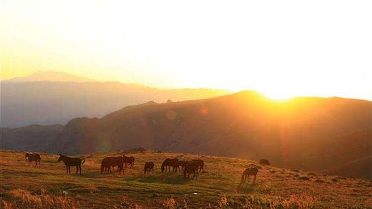 Hakkari’de yılkı atları, dronla görüntülendi