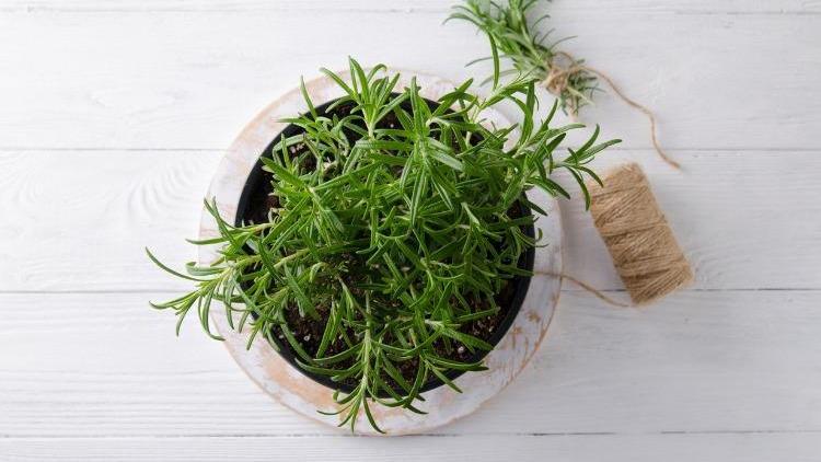 Mutfak pencerenizde yetiştirebileceğiniz 5 bitki