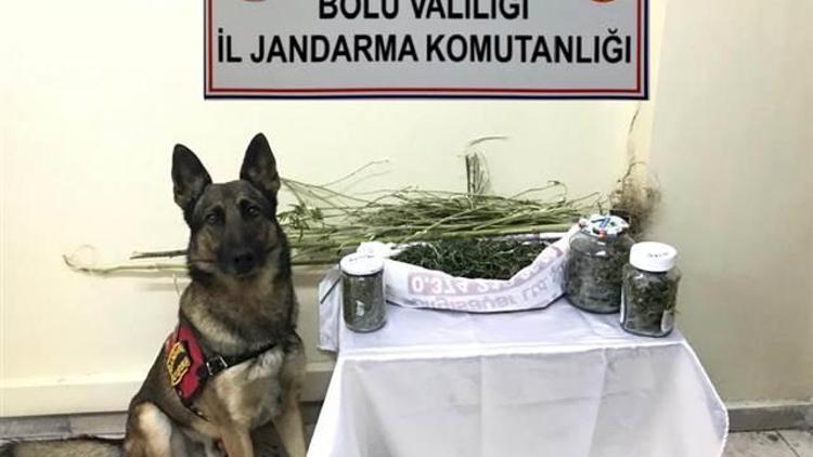 Jandarmadan uyuşturucu operasyonu: 8 gözaltı