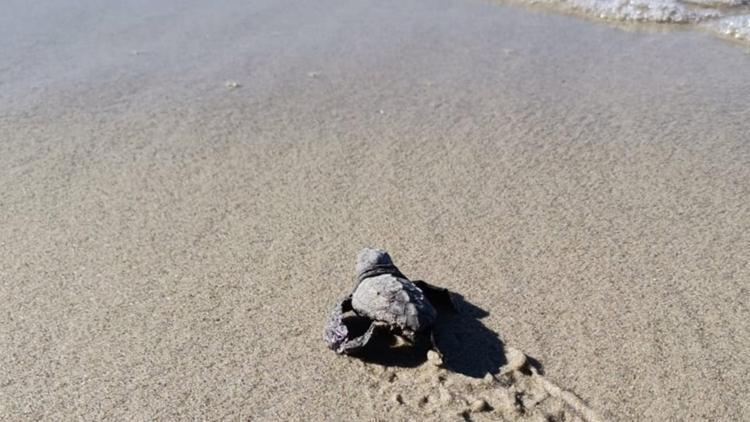 Marmarada şaşkınlık yaratan keşif: Caretta caretta yuvası bulundu