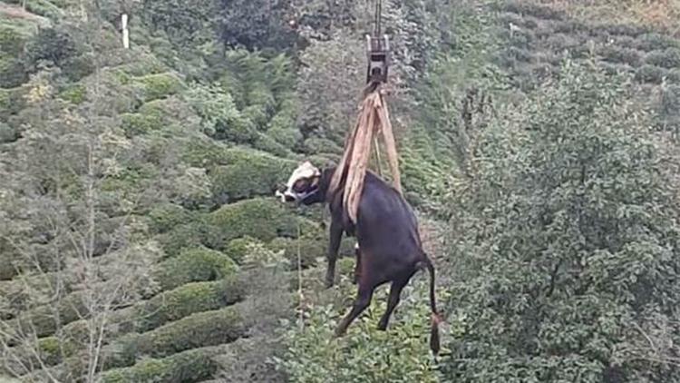 Düştüğü çay bahçesinde mahsur kalan boğa, vinçle kurtarıldı