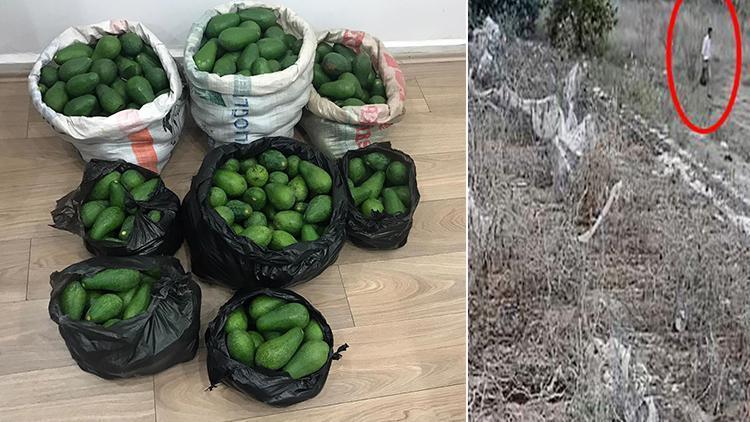 Antalyada avokado hırsızı 2 kardeş, çaldıklarını satamadan yakalandı