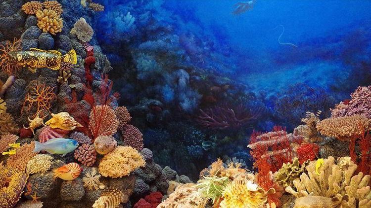 Büyük Bariyer Resifi 1995ten bu yana mercanlarının yarısını kaybetti
