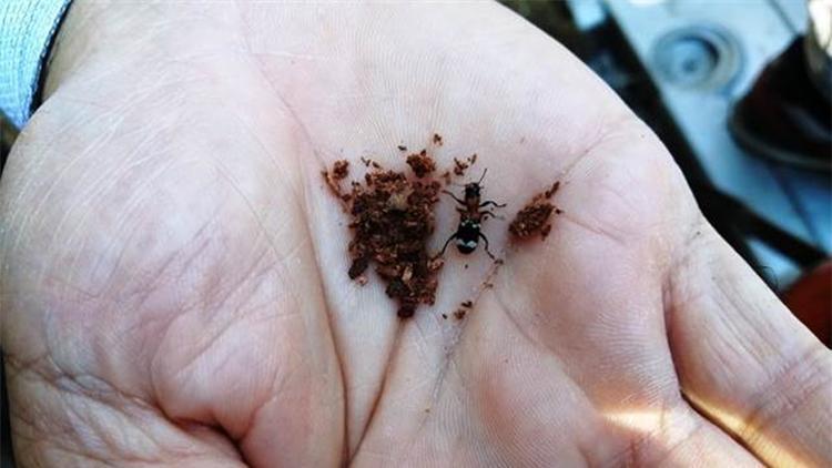Kastamonu’da ormanları ’terminatör böcekler’ koruyacak