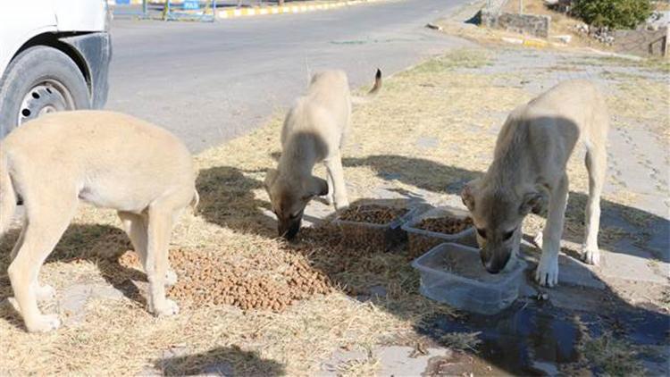 Sokak hayvanları için doğaya su ve yiyecek bıraktılar