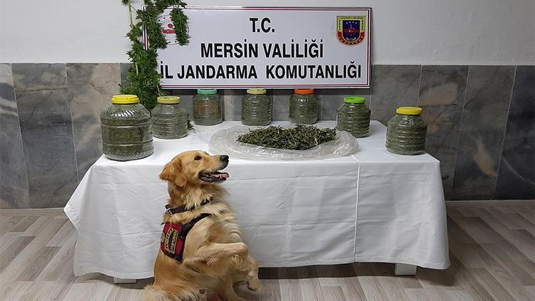 Samanlıkta 11 kilo 130 gram esrar ele geçirildi