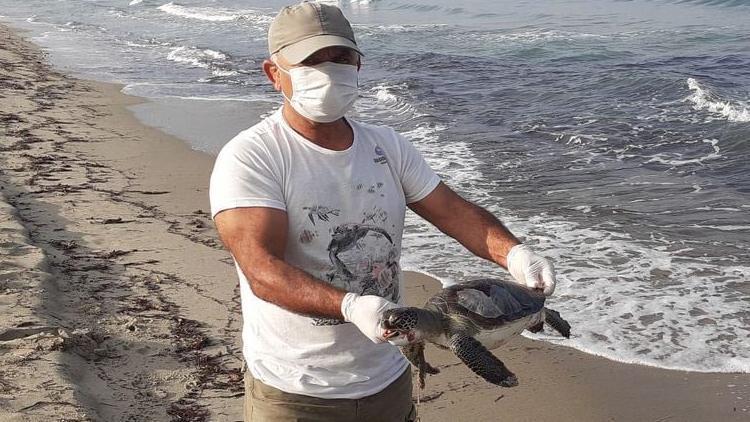 Kuşadası Körfezi’nde yeşil deniz kaplumbağası sahilde ölü bulundu