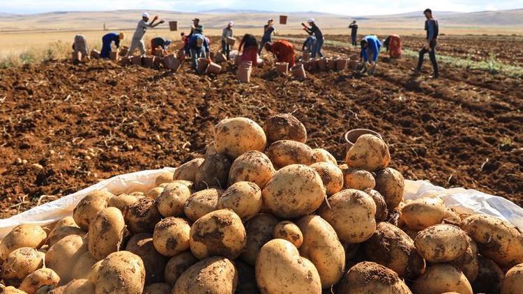 Afyonkarahisarda kışlık patates fiyatı üreticinin yüzünü güldürdü