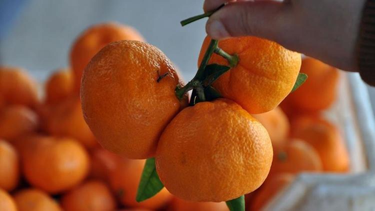 Mandalina ihracatında yeni rekor beklentisi