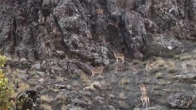Orduda dağ keçilerinin zorlu tırmanışı kamerada