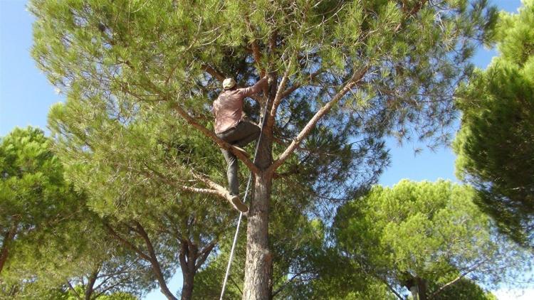 Ölümü göze alıp topluyorlar Kilosunu 300 liradan satıyorlar