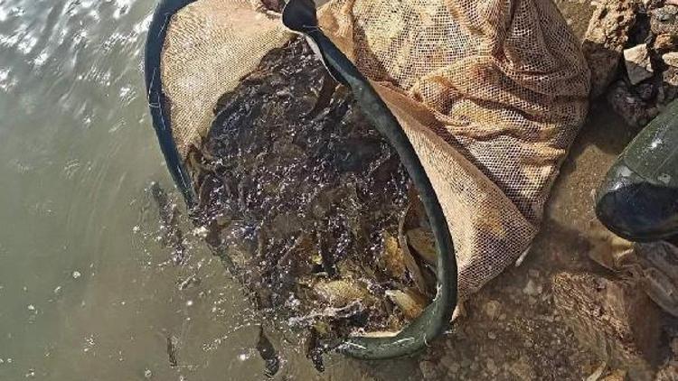 Gergerde Atatürk Baraj Gölüne 300 bin balık yavrusu bırakıldı