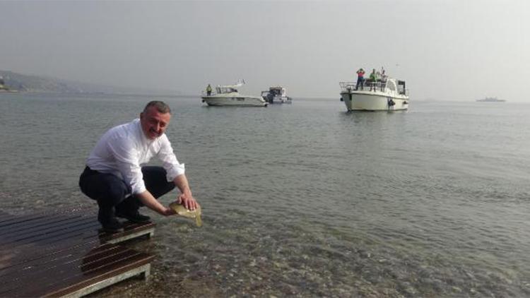 İzmit Körfezi’ne 5 bin balık bırakıldı