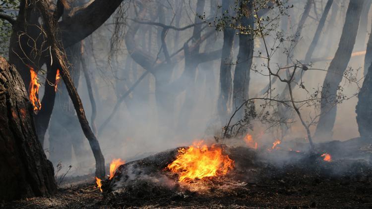 Adanada orman yangını