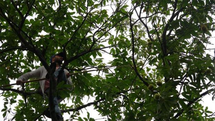 20 metrelik ağaçlara tırmanıyor, günlüğü 400 lira