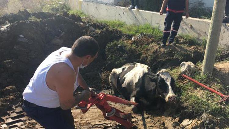 Bataklığa saplanan ineği itfaiye kurtardı