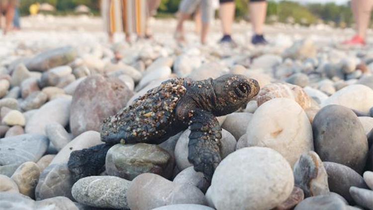 Antalyada 204 bin 591 deniz kaplumbağası denize ulaştı