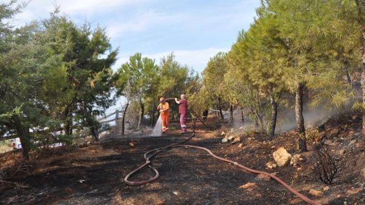 Gazipaşa Polis Hatıra Ormanında yangın
