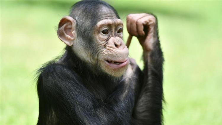 Şempanzeler yaşlandıkça anlamlı dostluk kurmayı önemsiyor