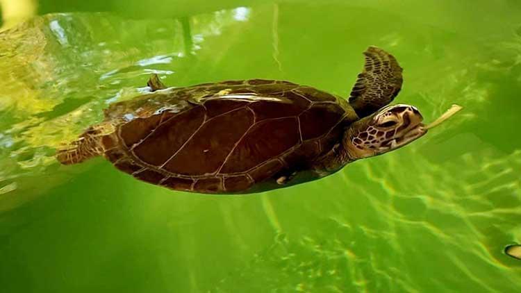 Didim ve Alanyada hayalet ağ, iki deniz kaplumbağasının yüzgecini kopardı