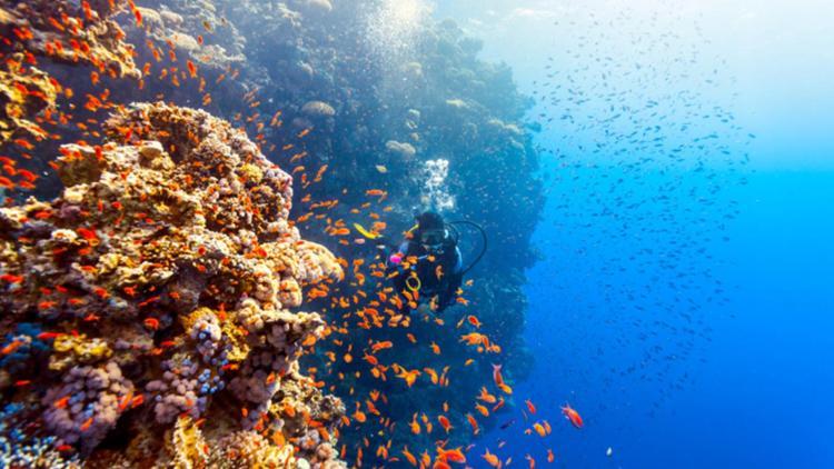 Avustralyada 500 metre yüksekliğinde yeni bir resif keşfedildi