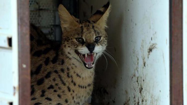 Nesli tükenmekte olan Serval kedisi, Gaziantep’te koruma altına alındı