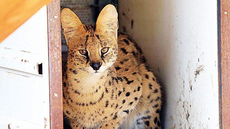 Nesli tükenmekte olan Serval kedisi malikanede bulundu