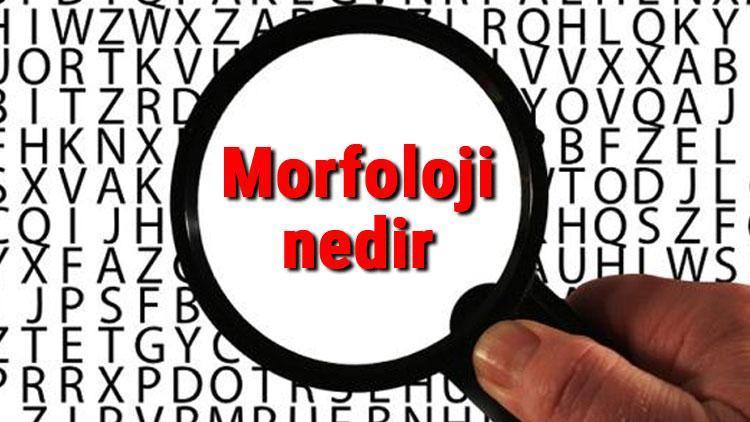 Morfoloji nedir ve neyi inceler Morfoloji hakkında kısaca bilgiler