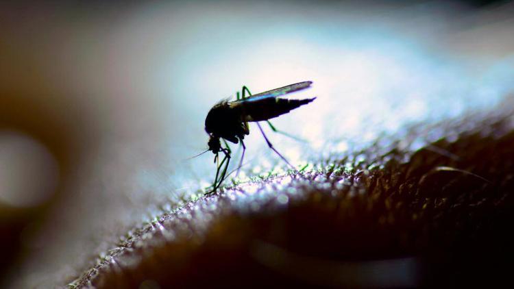 1 milyar insan sivrisinekler yüzünden hastalanabilir