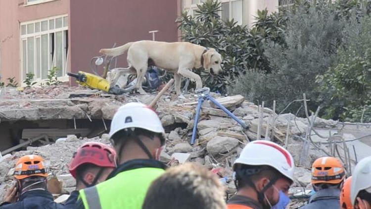 K9 köpekleri enkaz alanında