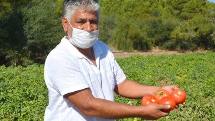 Datçada güz domatesi hasadı başladı