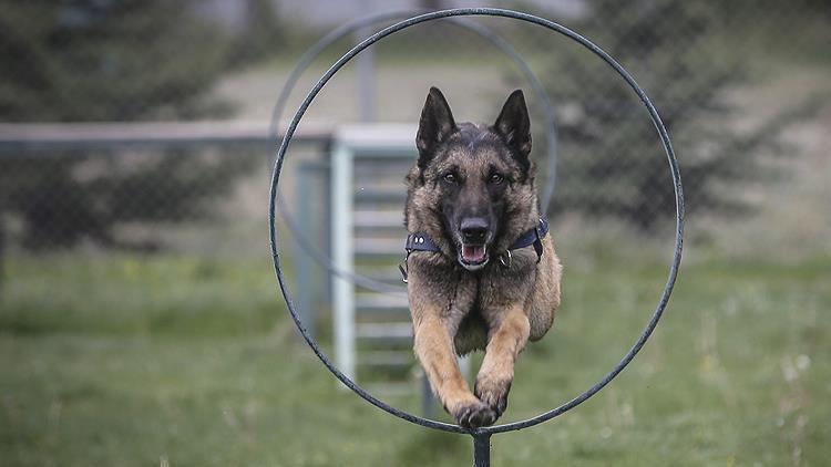 Kaybolan 13 yaşındaki çocuğu köpek buldu