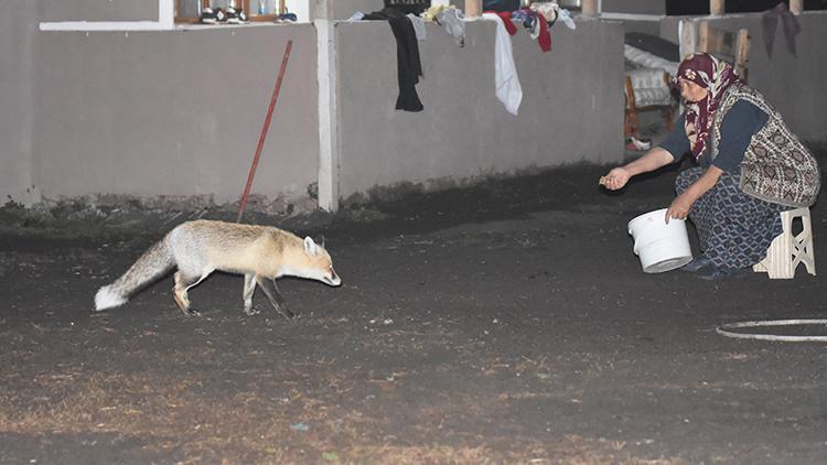 Karsta davetsiz misafiri tilkiyi her gün elleriyle besliyor