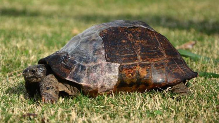 Yaralı kaplumbağa Doğa Koruma ve Milli Parklar Şubesine teslim edildi
