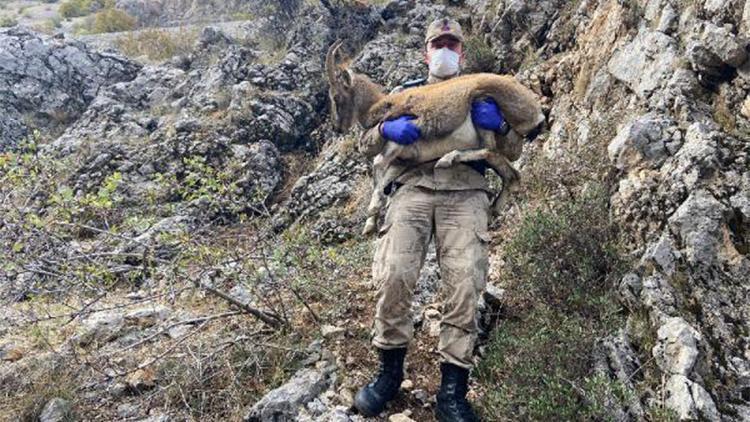 Yaralı yavru dağ keçisine jandarma sahip çıktı