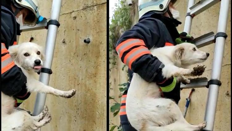 Derede mahsur kalan köpeği, itfaiye kurtardı