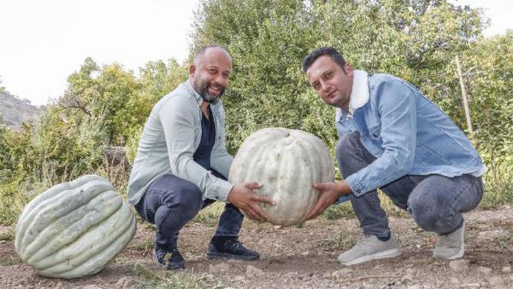 Şehir hayatından sıkılıp döndüğü memleketinde, dev kabaklar yetiştiriyor