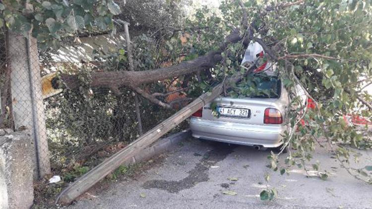 Kamyonetin kasası kablolara takılınca direk ve ağaç otomobilin üzerine devrildi